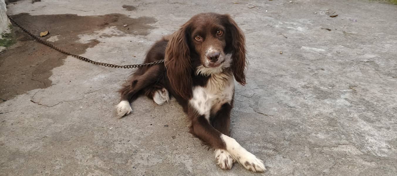 cocker spaniel dog 3