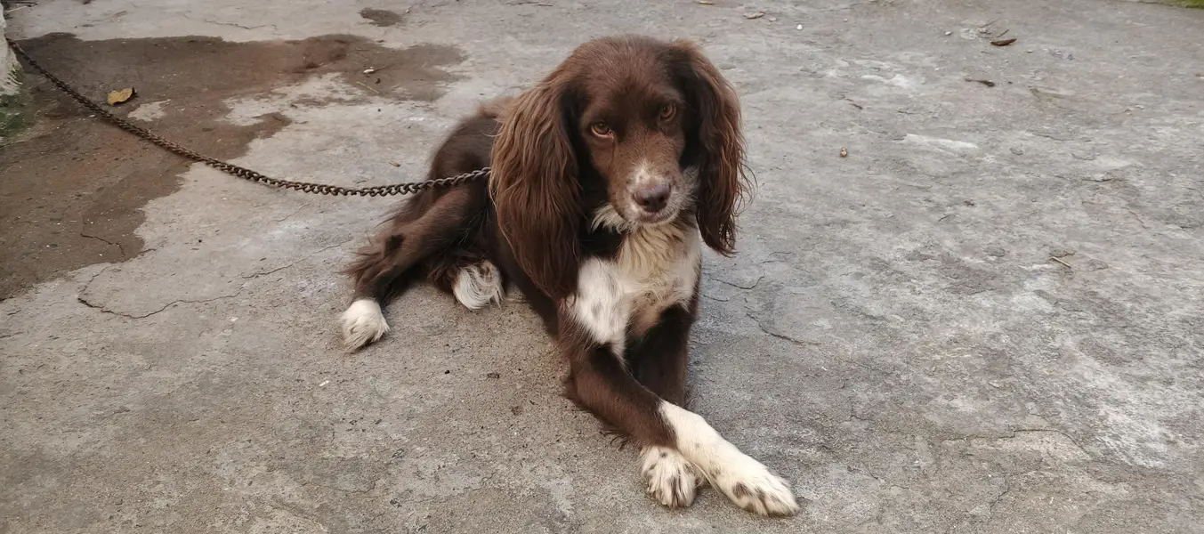 cocker spaniel dog — photo 5
