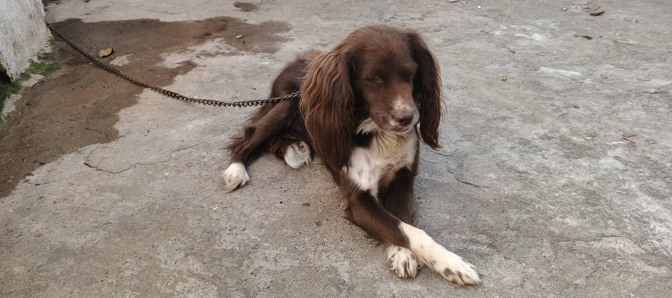 cocker spaniel dog 5