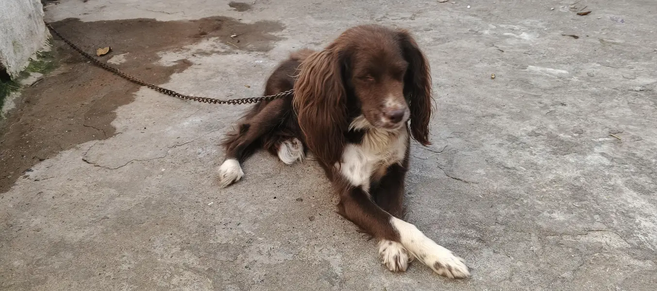 cocker spaniel dog — photo 6