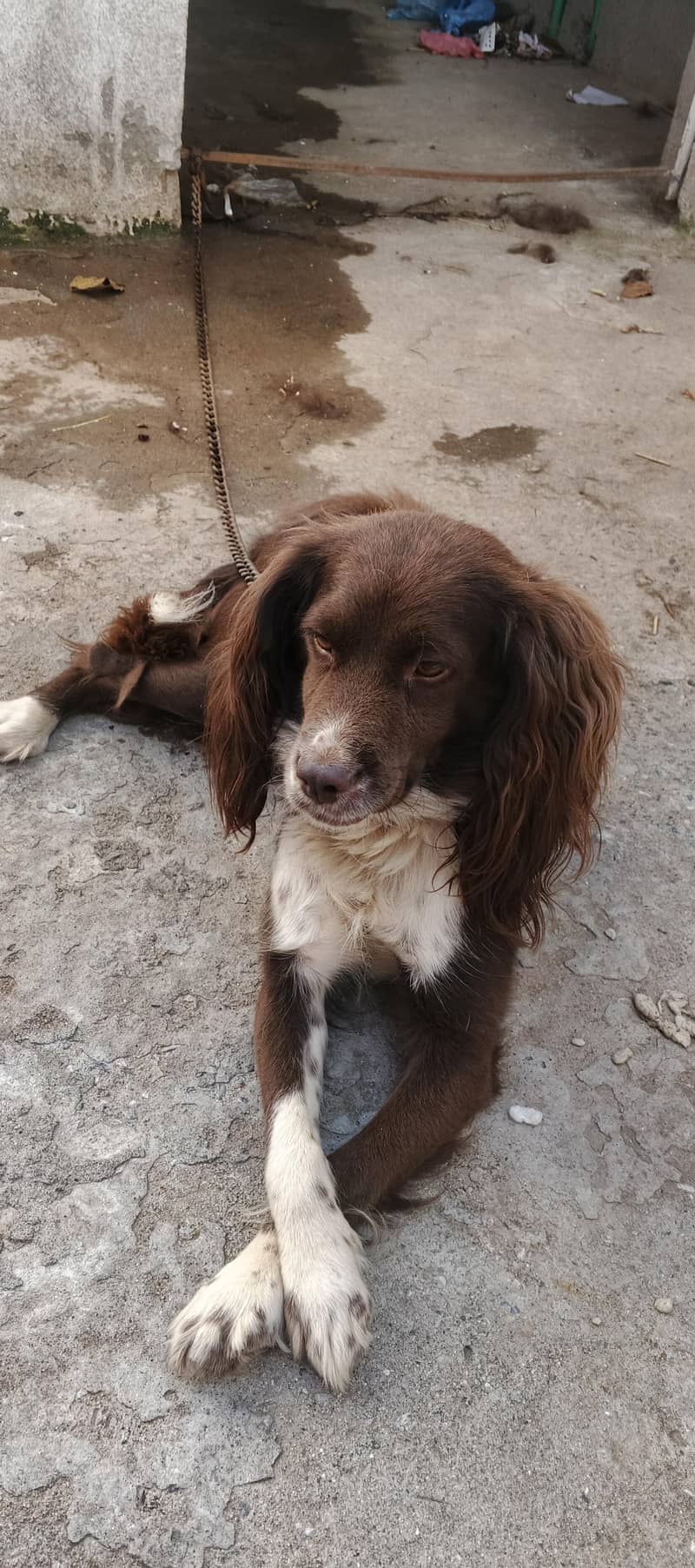 cocker spaniel dog 6