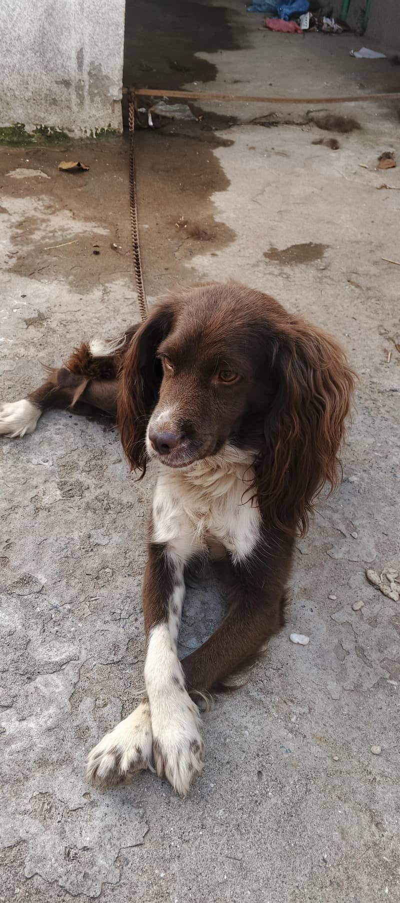 cocker spaniel dog 7