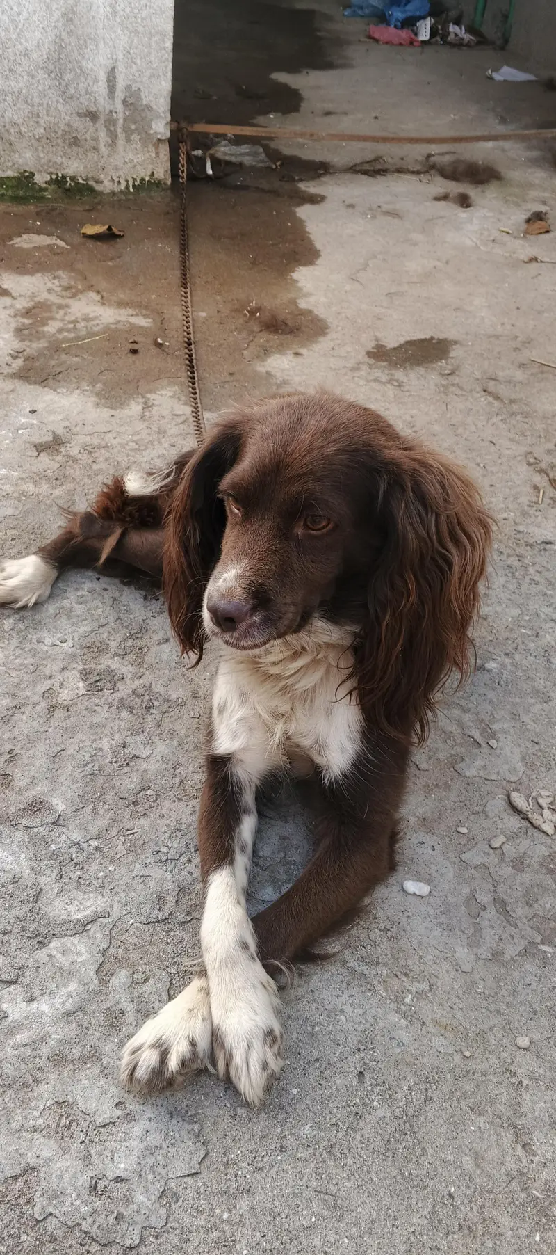 cocker spaniel dog — photo 8