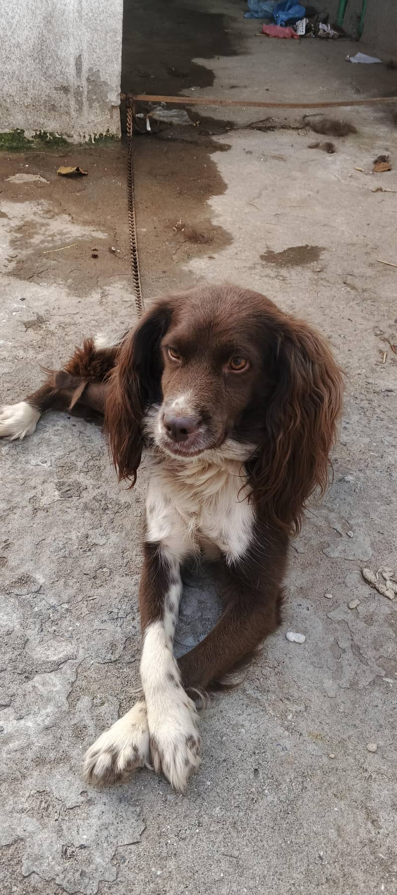 cocker spaniel dog 8