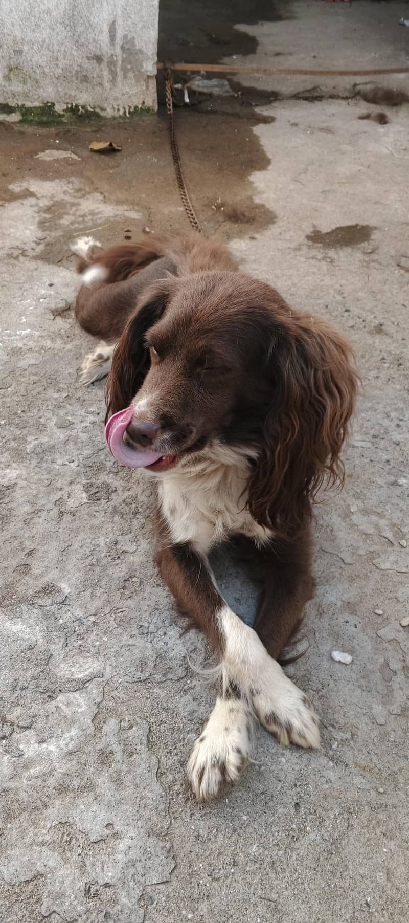 cocker spaniel dog 10
