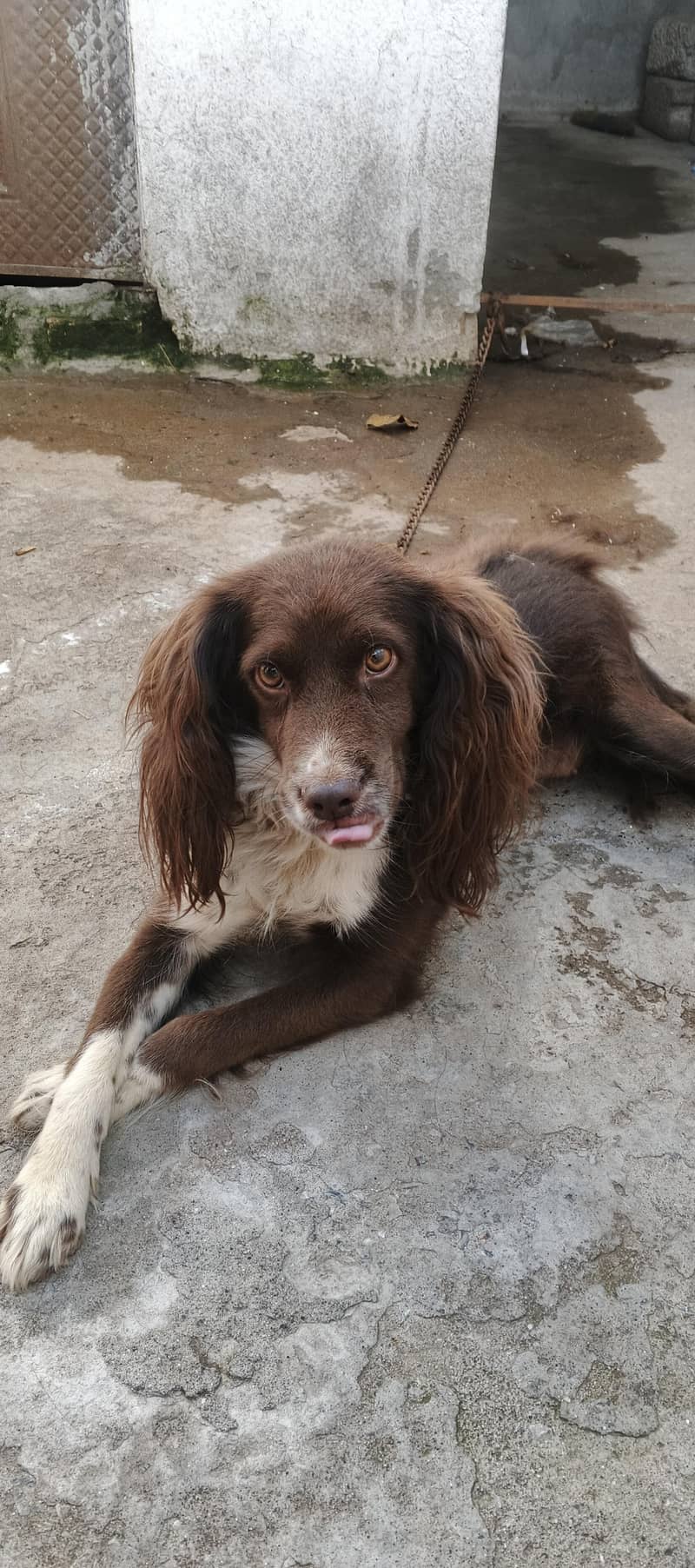 cocker spaniel dog 11
