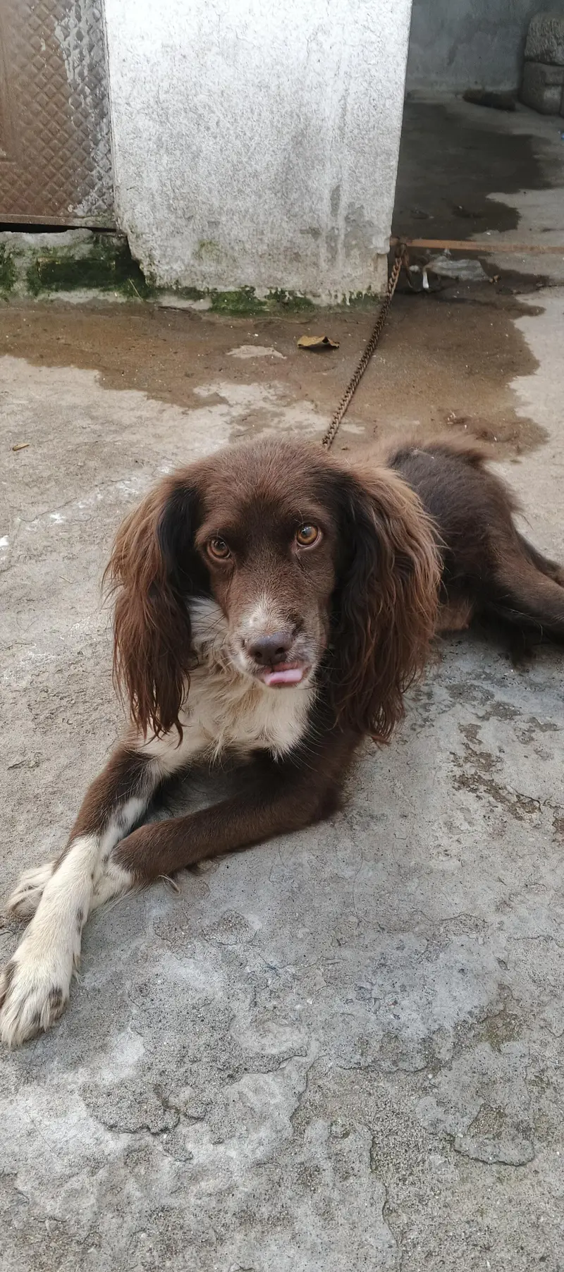 cocker spaniel dog — photo 12