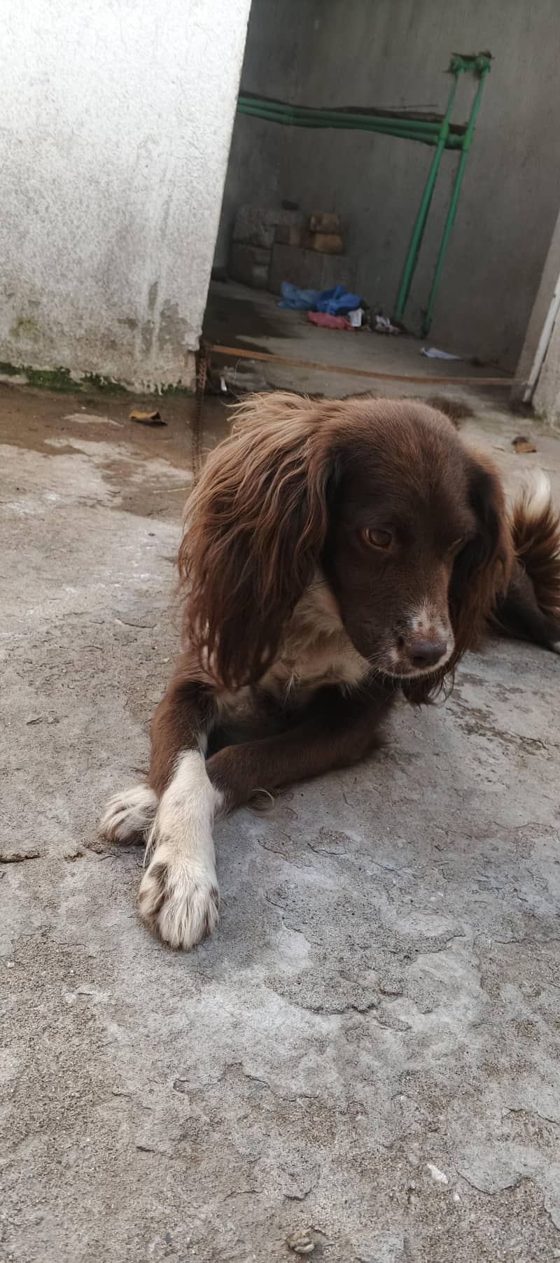 cocker spaniel dog 13