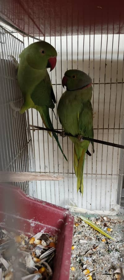 Breeder Green Parrot Pair - RingNeck