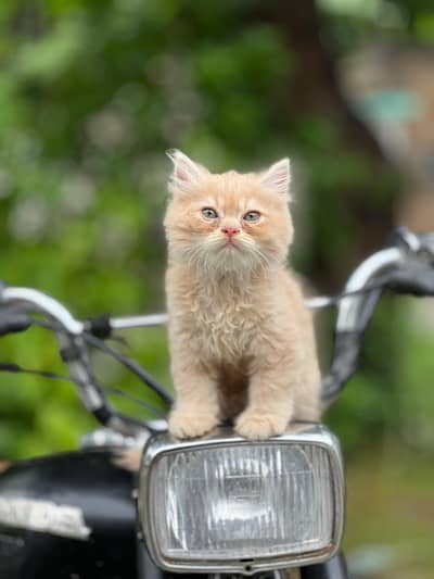 fully taimed kitten