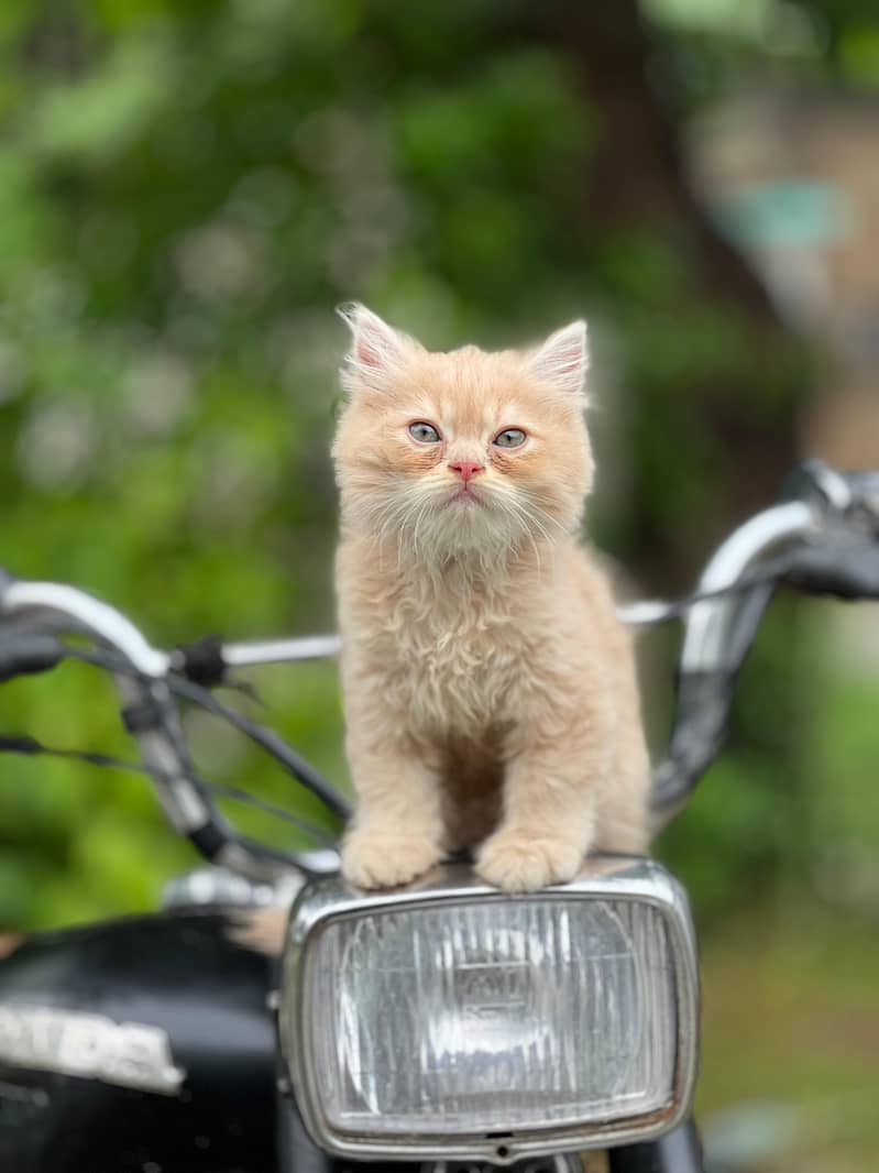 fully taimed kitten 0
