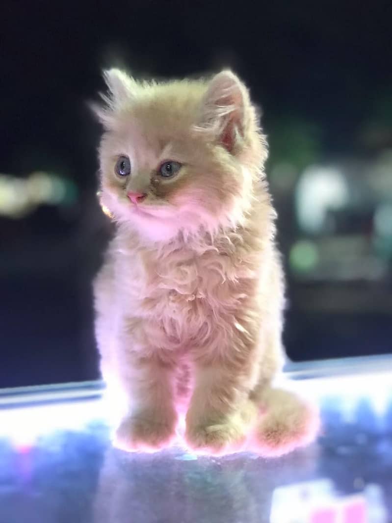 fully taimed kitten 1