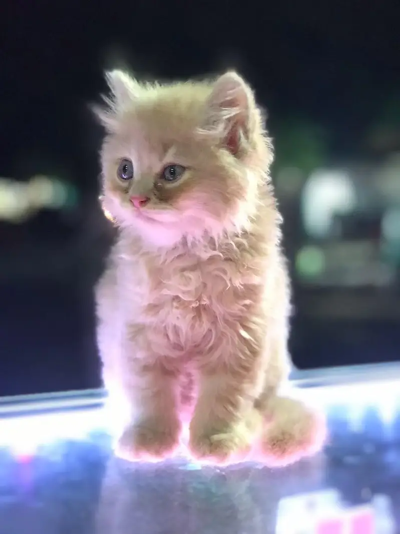 fully taimed kitten — photo 2