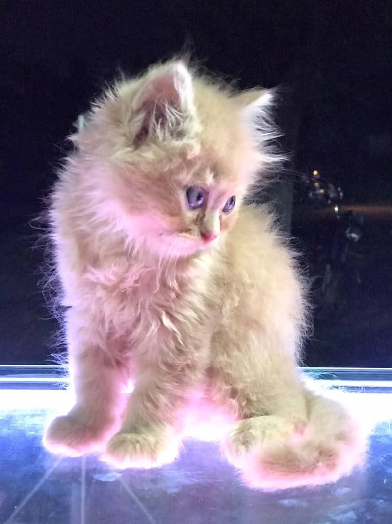 fully taimed kitten 2