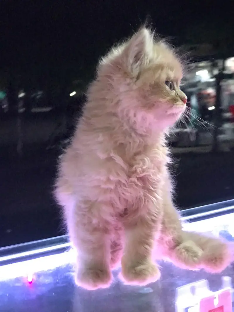 fully taimed kitten — photo 4