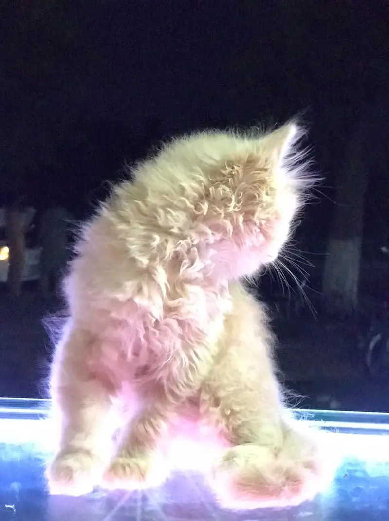 fully taimed kitten — photo 5