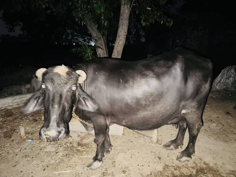 Buffalo  behanse 0
