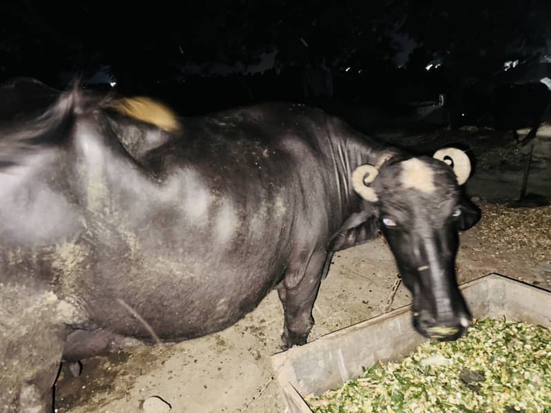 Buffalo  behanse 2