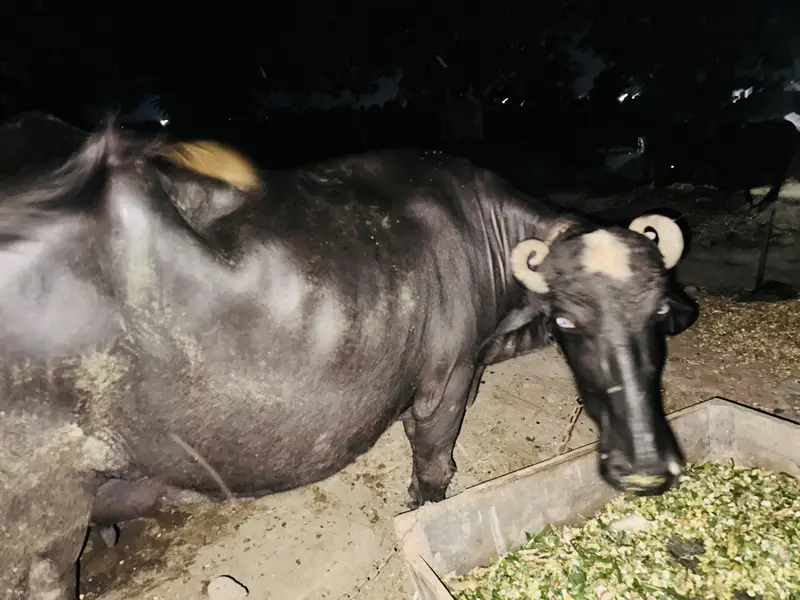 Buffalo  behanse — photo 3