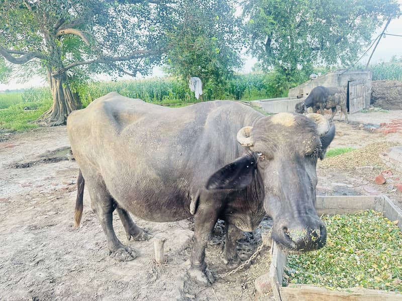 Buffalo  behanse 4