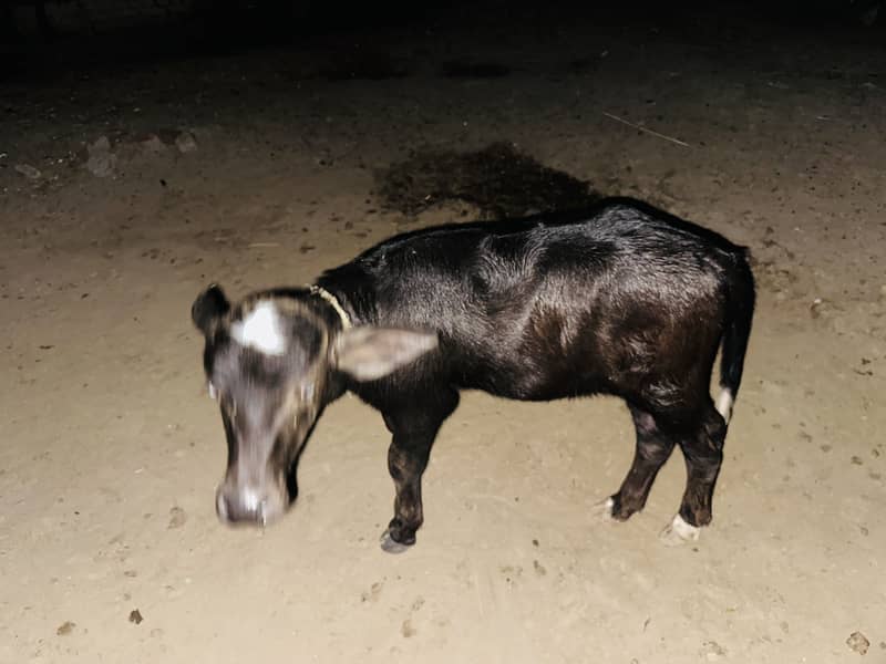 Buffalo  behanse 5