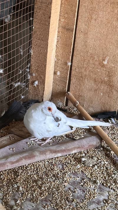 Diamond Pied Dove Fertile male