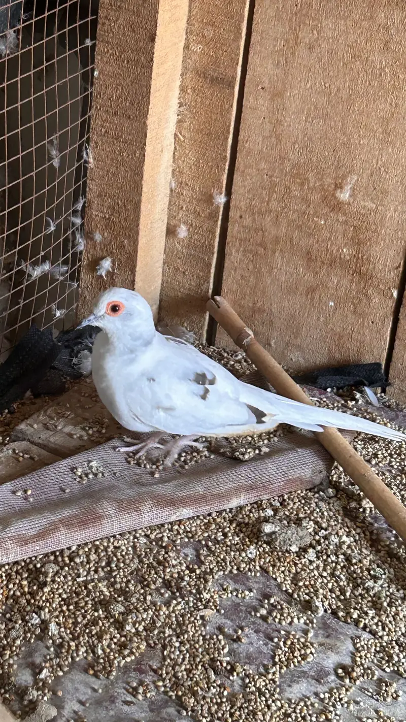 Diamond Pied Dove Fertile male — photo 2