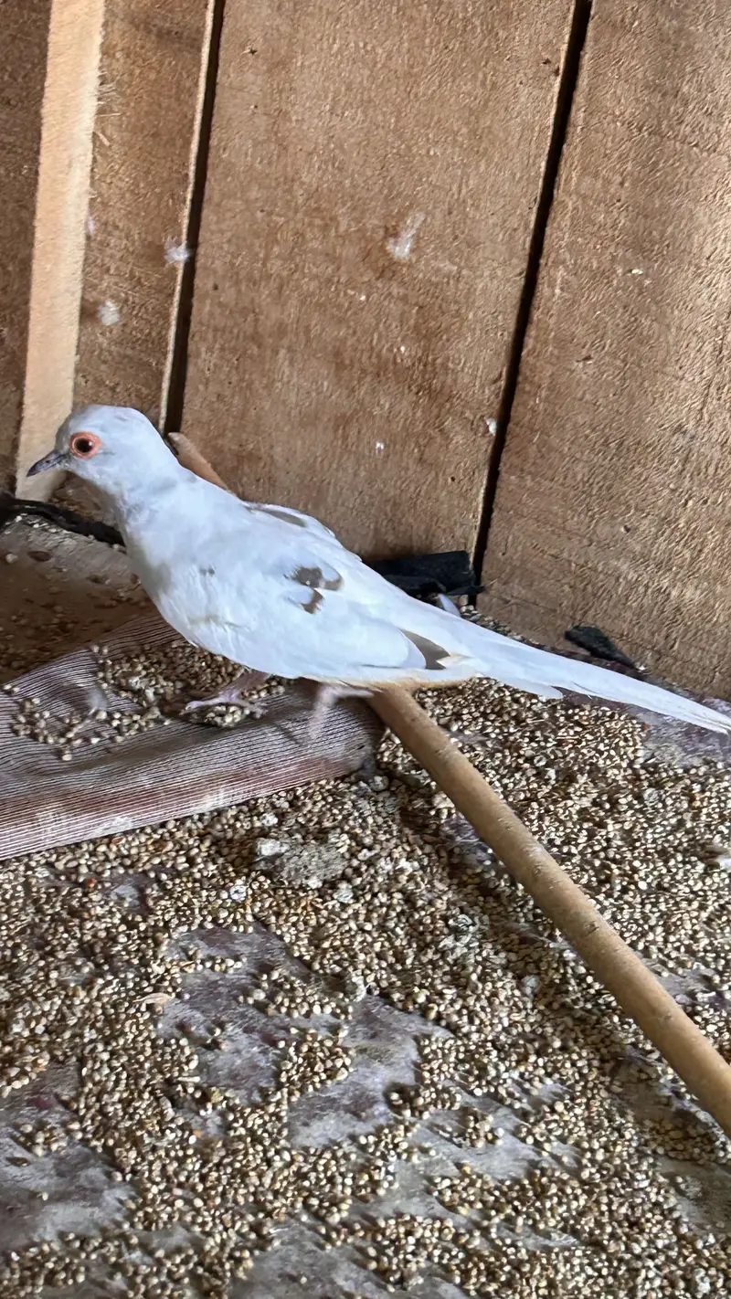 Diamond Pied Dove Fertile male — photo 3