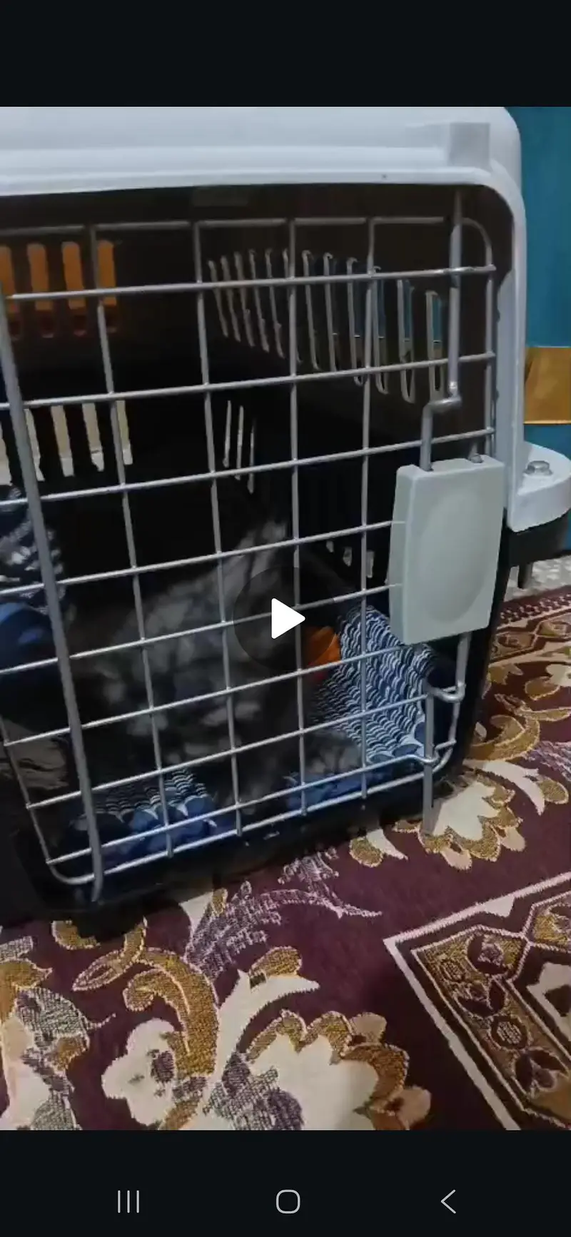 grey male persian — photo 3