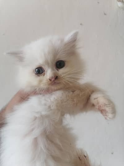 Persion  Cat baby