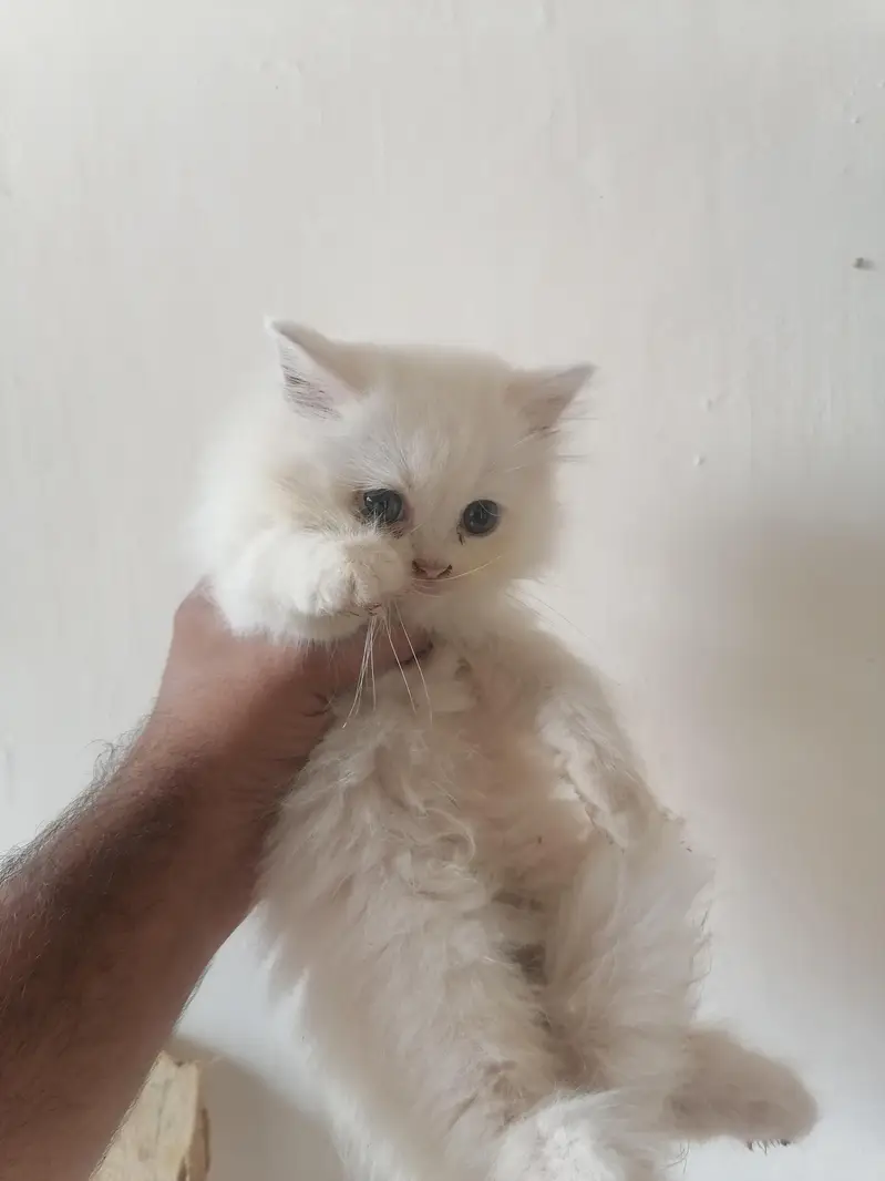 Persion  Cat baby — photo 2