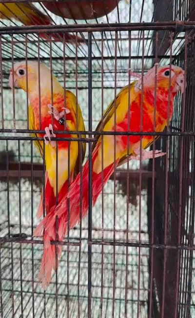 suncheek conure high red factor pairs with dna