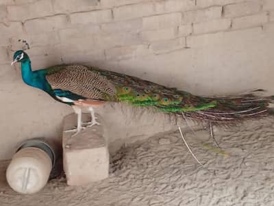 blue shoulder pair full active healthy and eggs 