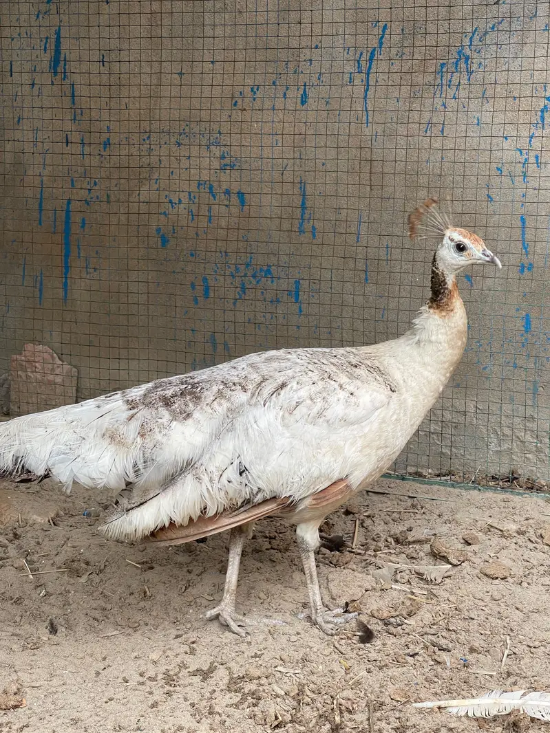 blue shoulder pair full active healthy and eggs — photo 4