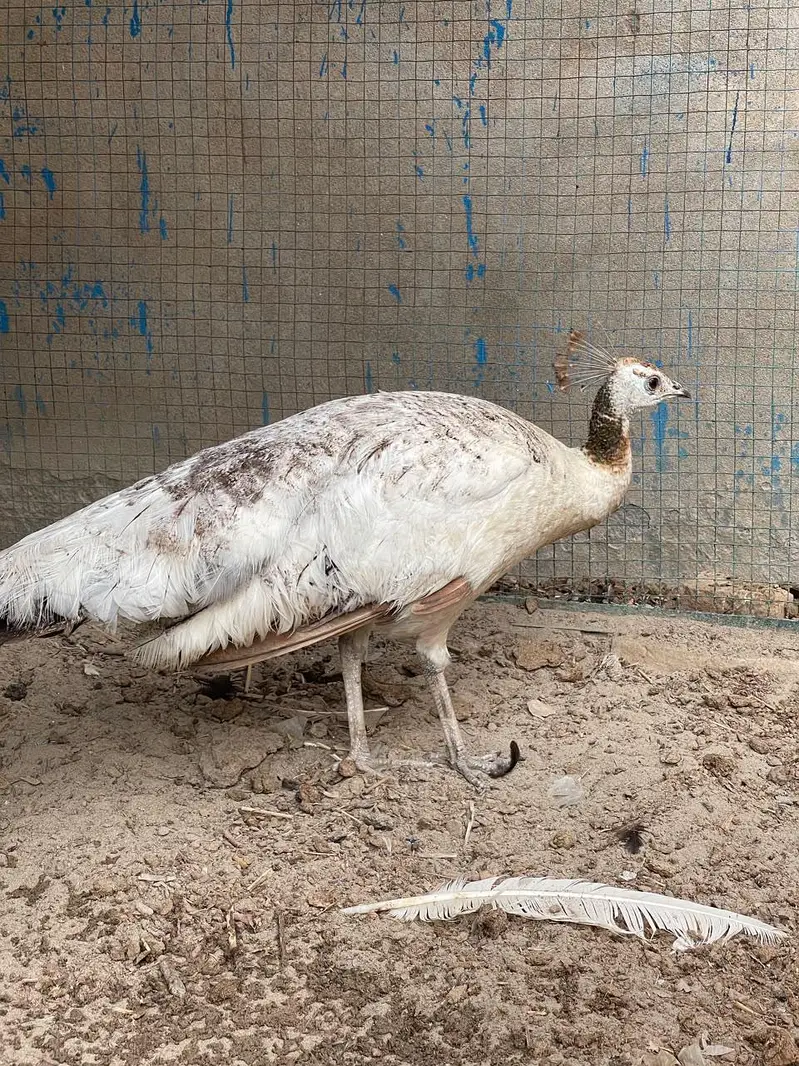 blue shoulder pair full active healthy and eggs — photo 5