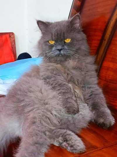 Persian cat