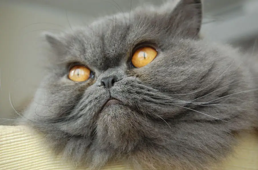 Persian cat — photo 2