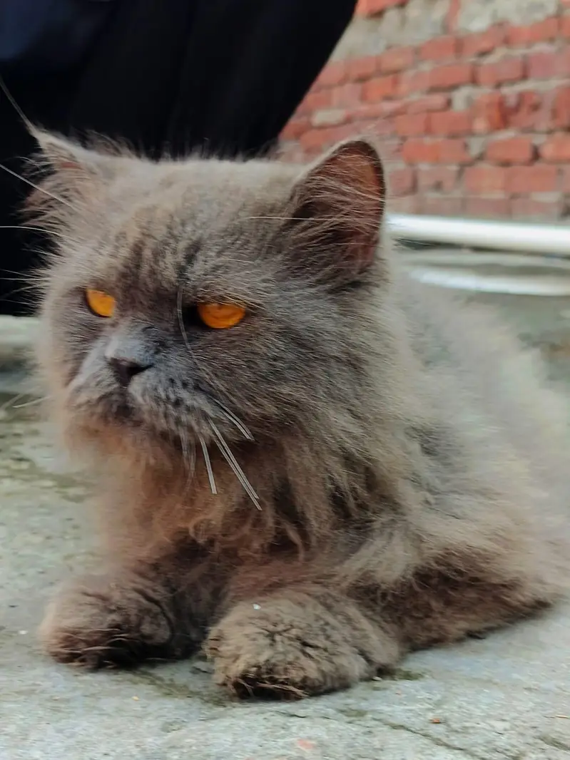 Persian cat — photo 3