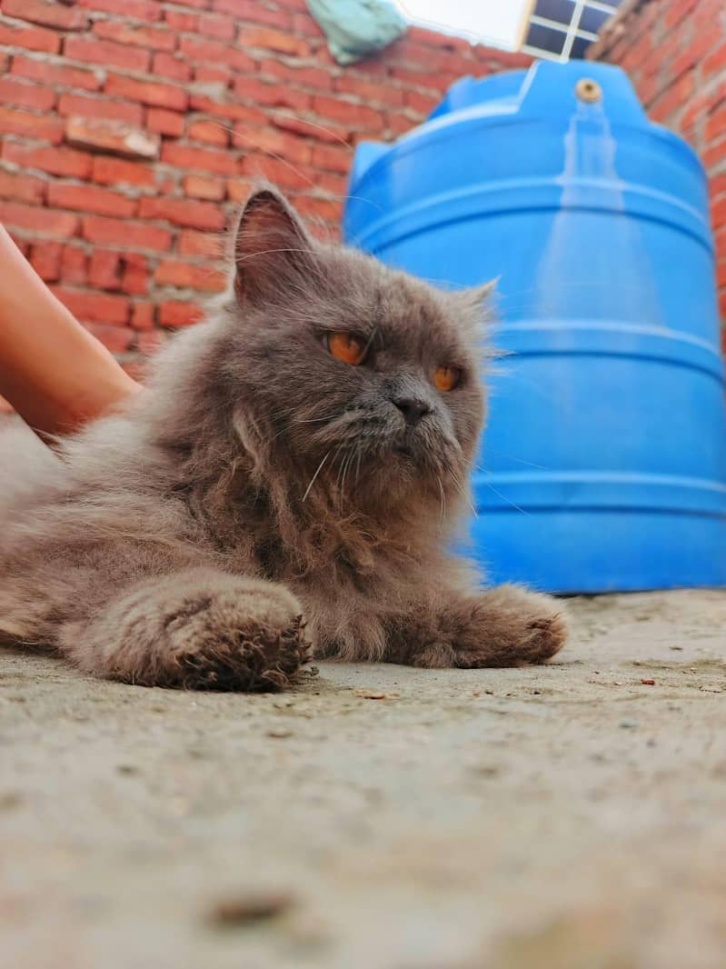 Persian cat 3