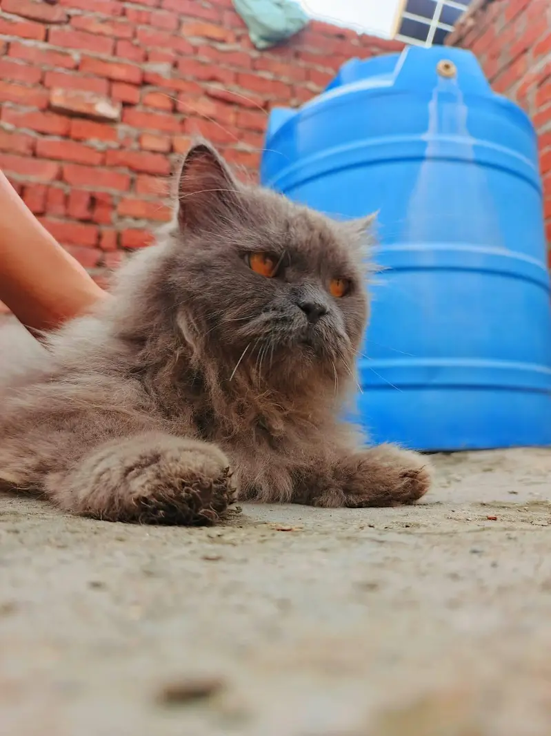 Persian cat — photo 4