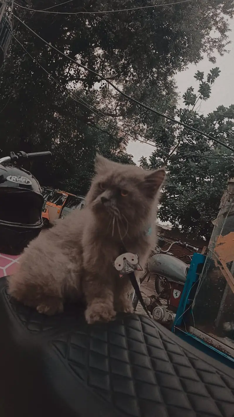 Persian cat — photo 5