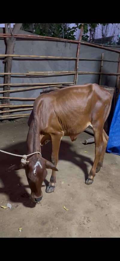 cow for sale