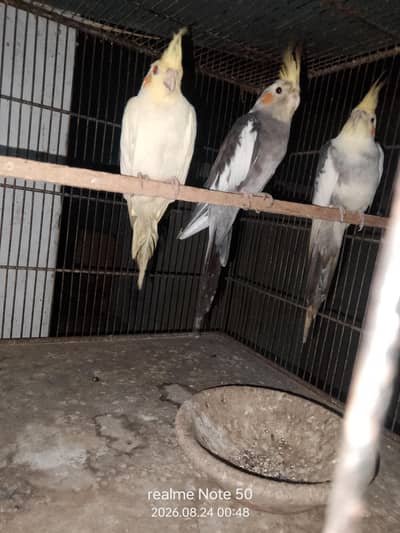 cocktail, lovebirds, budgies and mix seed of cocktai,lovebird and ring