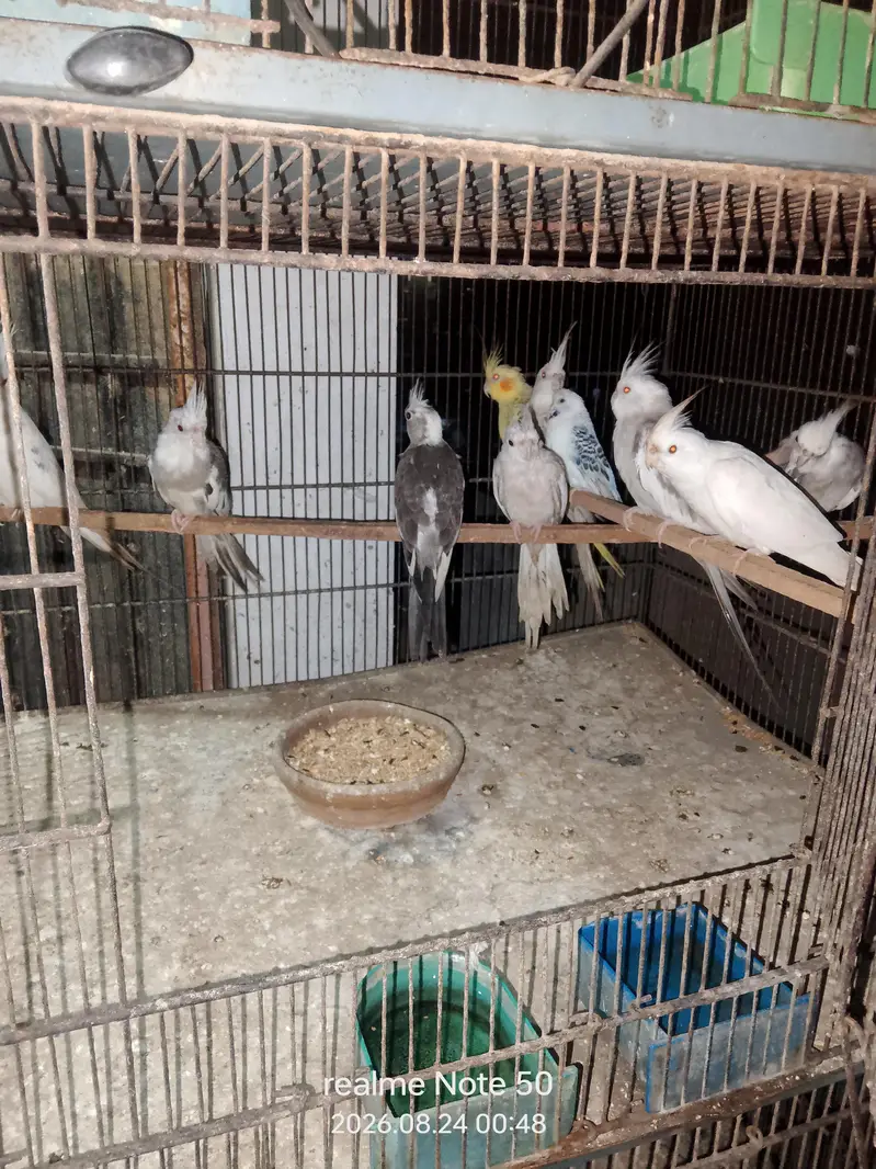 cocktail, lovebirds, budgies and mix seed of cocktai,lovebird and ring — photo 2