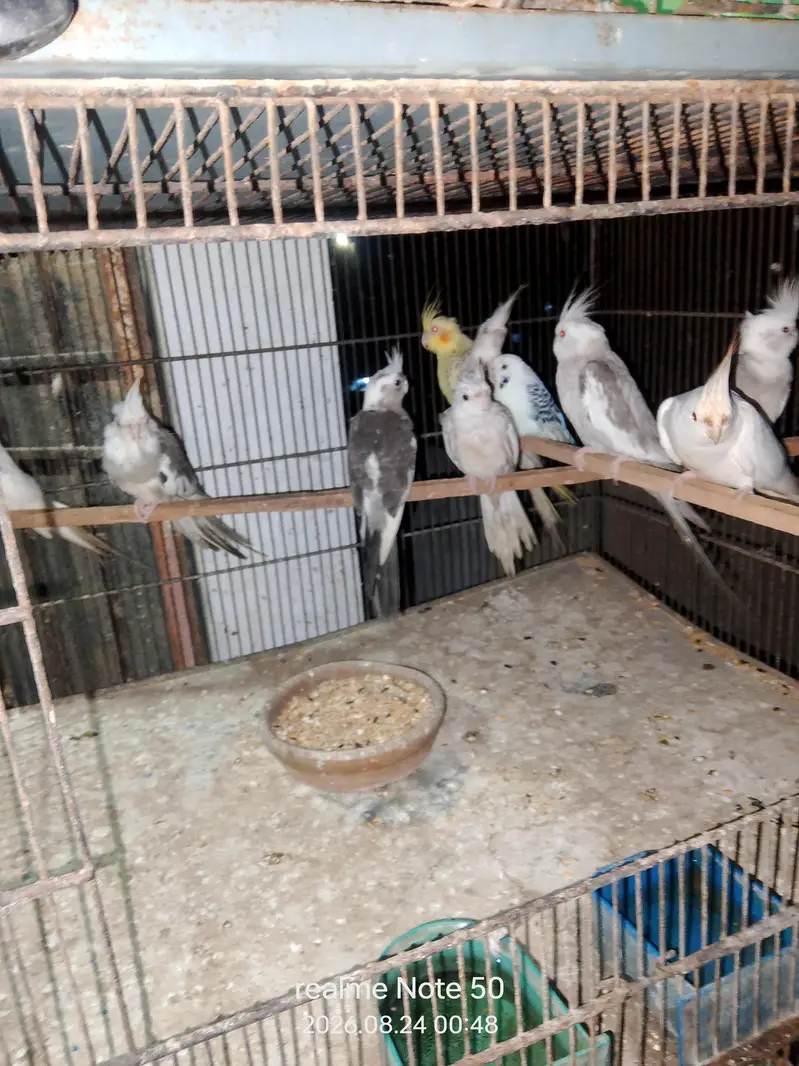 cocktail, lovebirds, budgies and mix seed of cocktai,lovebird and ring — photo 3