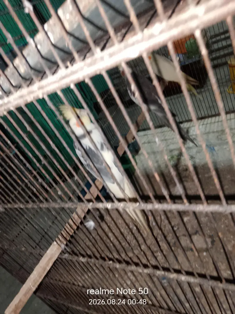 cocktail, lovebirds, budgies and mix seed of cocktai,lovebird and ring — photo 4