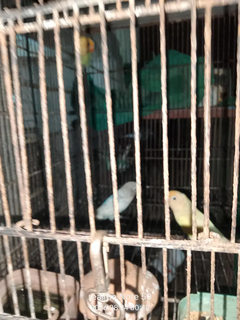 cocktail, lovebirds, budgies and mix seed of cocktai,lovebird and ring — photo 5
