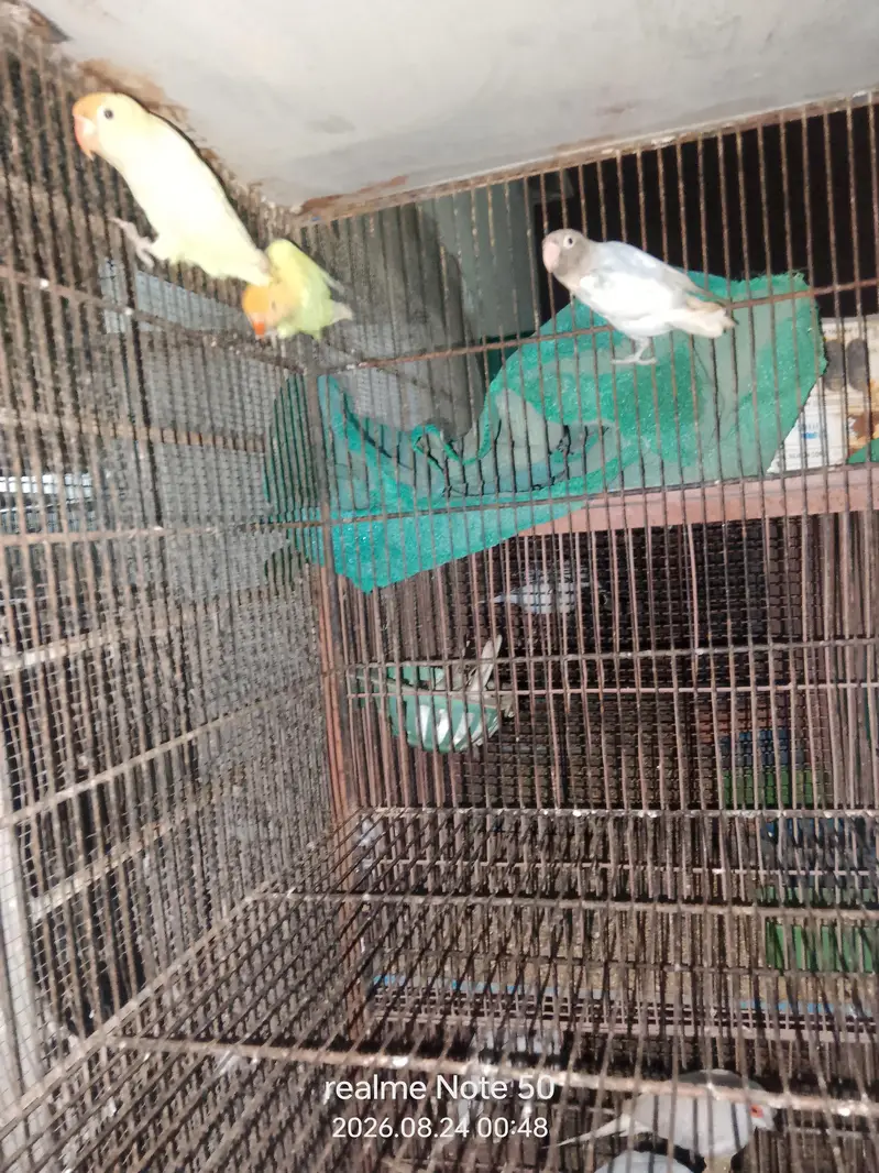 cocktail, lovebirds, budgies and mix seed of cocktai,lovebird and ring — photo 6