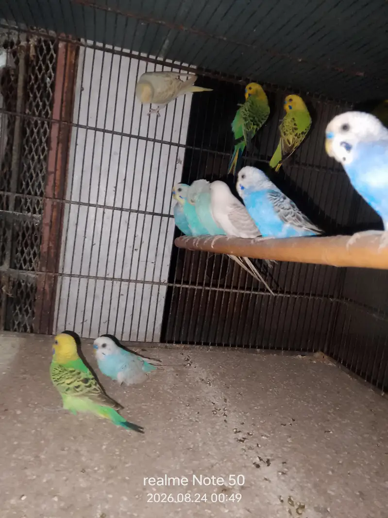 cocktail, lovebirds, budgies and mix seed of cocktai,lovebird and ring — photo 7