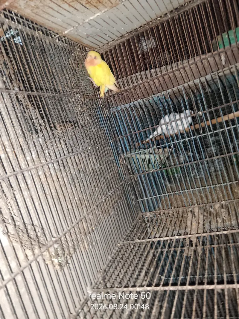 cocktail, lovebirds, budgies and mix seed of cocktai,lovebird and ring — photo 8